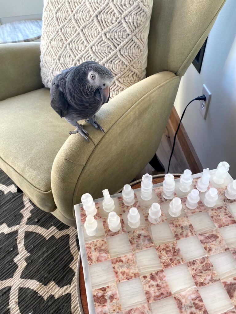 Wanna Play Chess?