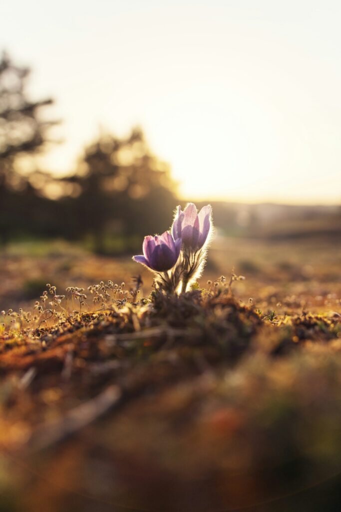Small purple flowers growing in an arid climate during the golden hour